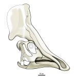 Olorotitan arharensis. Реконструкция черепа.