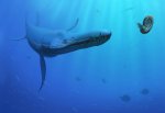 Liopleurodon rossicus