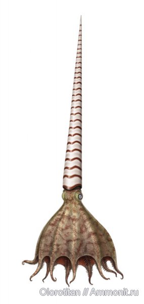 Bactrites, Bactritida