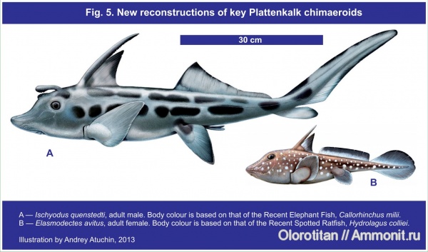 Ischyodus, Elasmodectes, Chimaeroidei