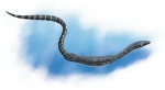 Dolichosaurus