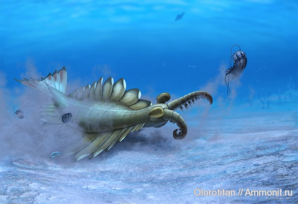 Cambrian, Anomalocaris, Olenoides, Pikaia