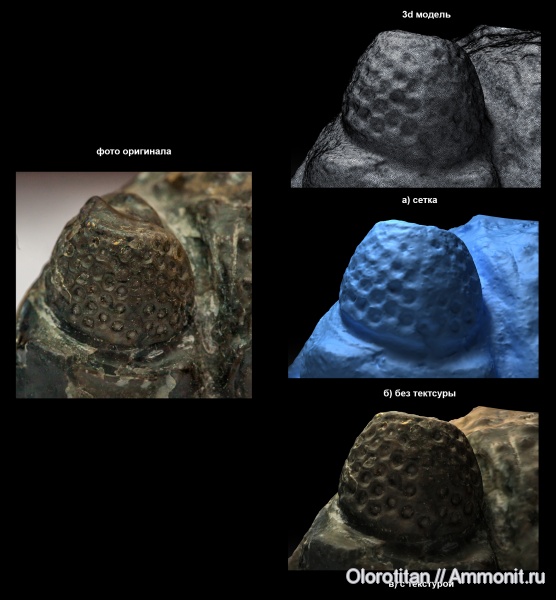 Окаменелости 3D