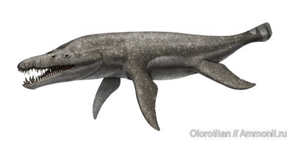 плиозавры, Pliosaurus, Pliosaurus rossicus