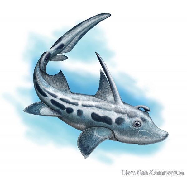 Holocephali, Ischyodus, Chimaeriformes, Ischiodus