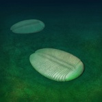 Ivovicia