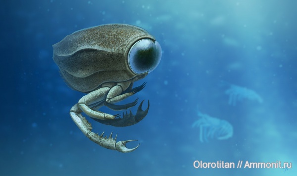 Arthropoda, Thylacocephala, Dollocaris