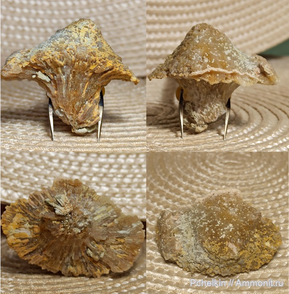 Мшанки