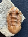 Asaphus kotlukovi