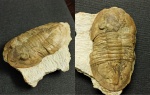 Pseudoasaphinus tecticaudatus
