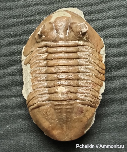 ордовик, Asaphus, Asaphus kotlukovi, Волхов