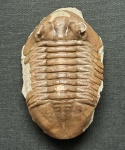 Asaphus kotlukovi