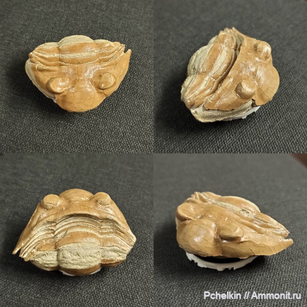 ордовик, Вильповицы, Subasaphus, Subasaphus platyurus, platyurus