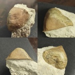 Inversella (Inversella) borealis Öpik, 1933
