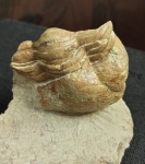 Illaenus oblongatus