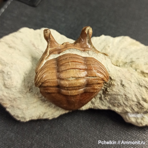 ордовик, Вильповицы, Asaphus, Asaphus intermedius
