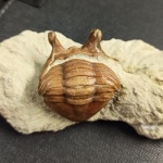 Asaphus intermedius