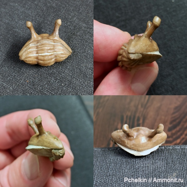 ордовик, Вильповицы, Asaphus kowalewskii