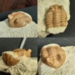Asaphus cornutus