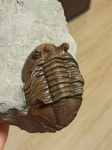 Asaphus sulevi