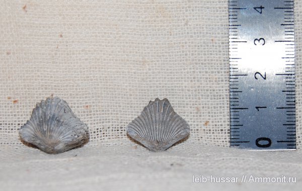 брахиоподы, Пески, юрский период, Cardinirhynchia, Rhynchonellida, Jurassic