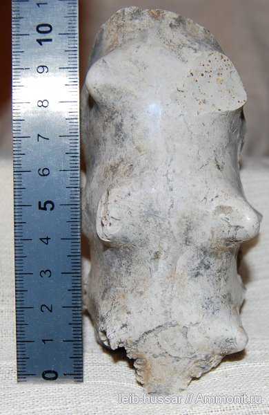 аммониты, Пески, юрский период, Euaspidoceras, Ammonites, Jurassic