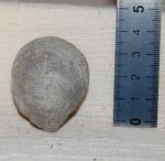 Раковина двустворчатого моллюска Gryphaea sp. Ракурс 1