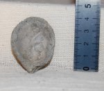 Раковина двустворчатого моллюска Gryphaea sp. Ракурс 2