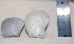 Две потрепанные временем раковины Gryphaea sp.