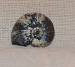 Virgatites pallasianus