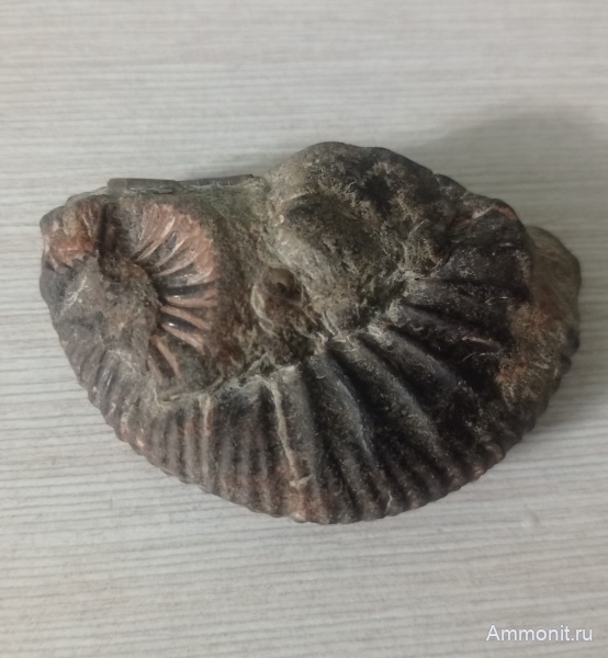 Virgatites sp.
