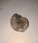 Eogaudryceras из р.Губс