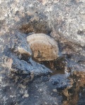 Plectella
