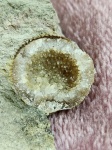 Кальцитовая жеода внутри брахиоподы Lycophoria nucella