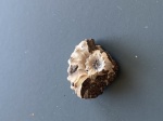 Kosmoceras аммонит
