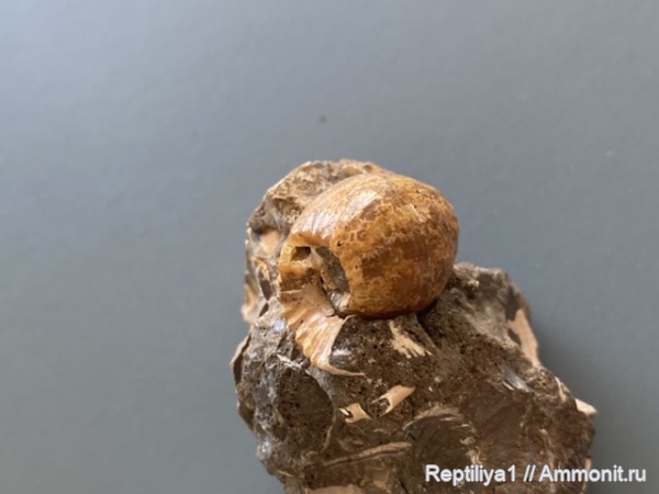 Erymnoceras