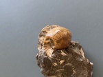 Erymnoceras
