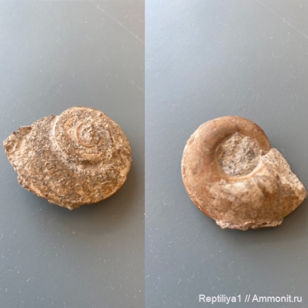Pararaphistoma