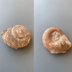 Гастропода Pararaphistoma