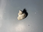 Какой-то вид гастроподы Naticopsis?