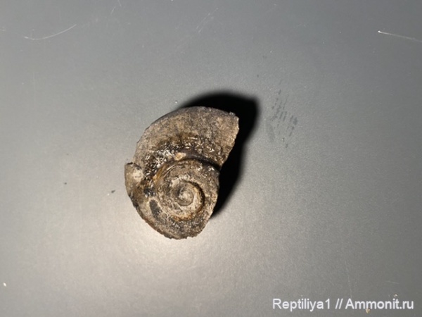 Pararaphistoma