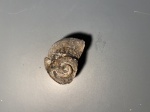 Гастропода Pararaphistoma