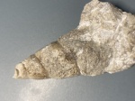 Гастропода Subulites