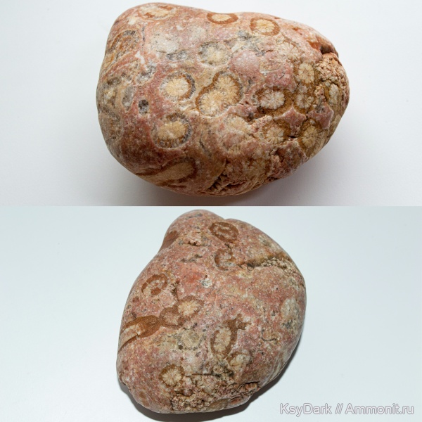 кораллы, колониальные кораллы, р. Пшеха