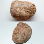 Колониальный коралл