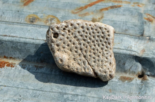 кораллы, колониальные кораллы, р. Пшеха