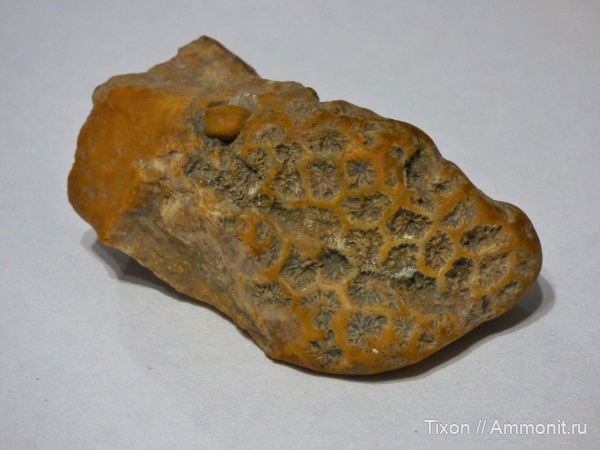 кораллы, Кубань, Scleractinia, армавир