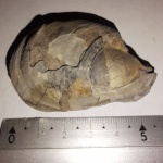 Двустворка Inoceramus sp.