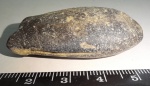 Duvalia lata?