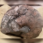 Аммонит или наутилус?